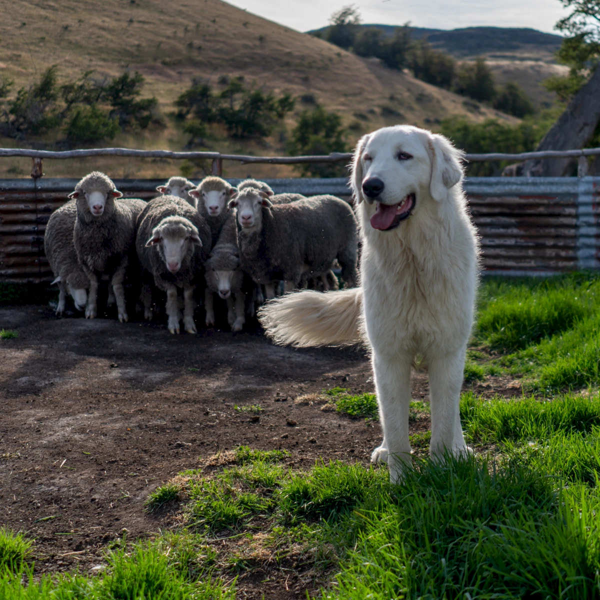 Perro pastor cuidando ovejas en la Patagonia
